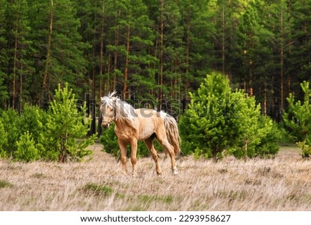 A beautiful light-colored horse with a waving mane grazes in a meadow against the background of a pine forest on a ranch.