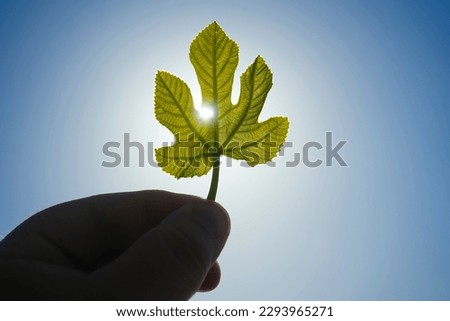 male hand holding 2 two young leaves of blue sky background. sun rays. Hand holding a branch of an oak tree with an acorn to the sunny sky, some sun rays shining through the leaves.