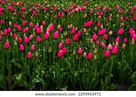 a beautiful field of pink fushia tulips which gives a very colourful picture to put in a frame