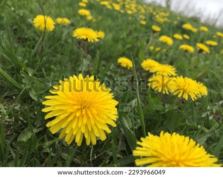 a green field with yellow dandelions, a healing flower with many petals, food for people and insects. blooms most often in summer, great for bouquets and decorations