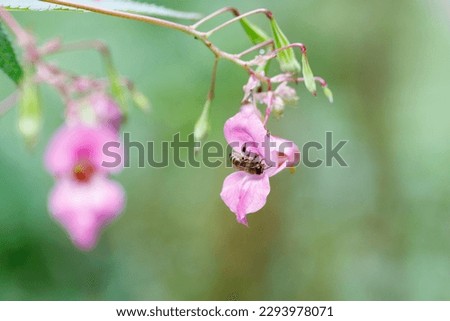bee sits on the pink blossem flower of a spring vetchling and collects pollen Royalty-Free Stock Photo #2293978071