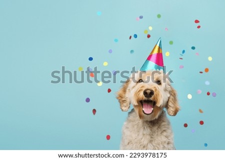 Happy cute labradoodle dog wearing a party hat celebrating at a birthday party, surrounding by falling confetti Royalty-Free Stock Photo #2293978175