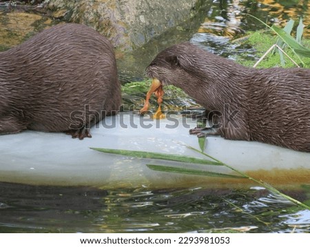 some Otters eating small chicken
