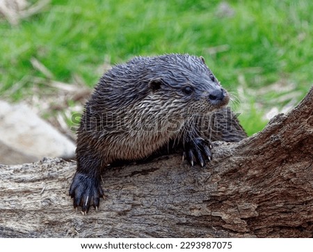 Eurasian Otter (Lutra lutra) Juvenile outdoor portrait in grass.