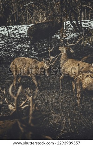 Big Group of Deers in the Forrest 