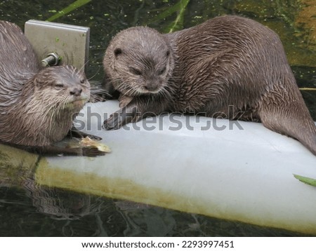 Otters releaxing together in Lelystad Royalty-Free Stock Photo #2293997451
