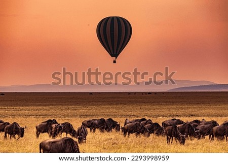 Hot Air Balloon Sunrise viewing wildebeest wildlife animals while grazing on hilly wilderness grassland savannah in the Maasai Mara National Game Reserve Park Narok County Great Rift Valley Kenya East Royalty-Free Stock Photo #2293998959