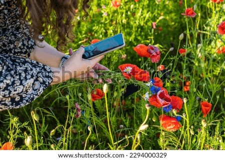 Woman in a field photographs wildflowers and a wreath of poppies, daisies and cornflowers.