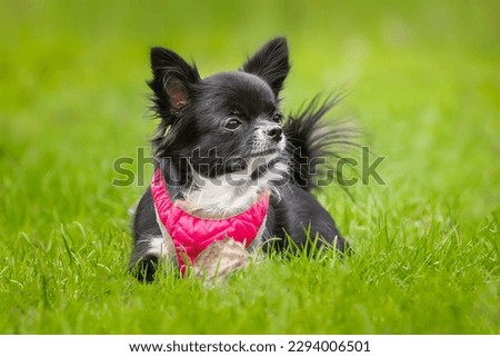 petite Chihuahua happily on a cloudy day above the meadow