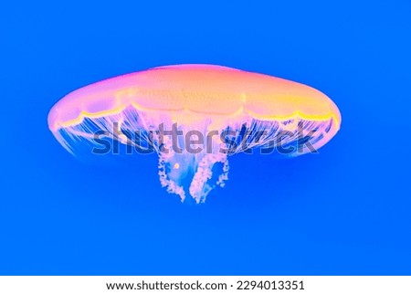 jelly fish swimming in the blue ocean