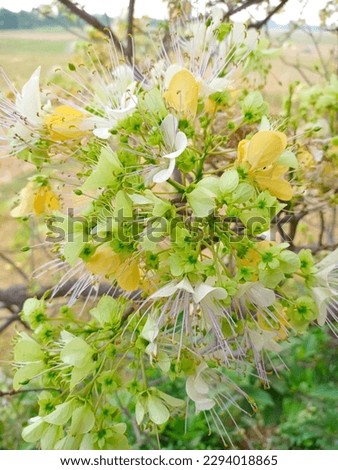 Flower of crateva adansonii tree on the garden background.