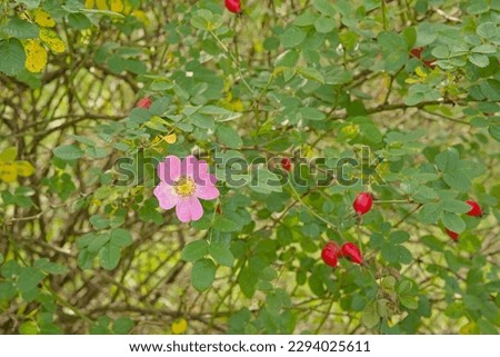 Detail of a dogwood bush with pink rose, red rosehips and green leaves - rosa canina Royalty-Free Stock Photo #2294025611