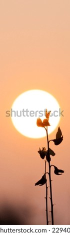 The silhouette of the flower against the sun's rays. Growing sun. Romantic natural atmosphere.