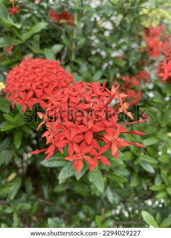 asoka red flower. saraca asoca or ashoka tree are blooming after a longtime