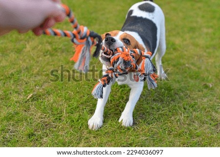 The dog is playing tug-of-war with the rope. Playful dog with toy. Tug of war between master and beagle dog. Canine and master tugging on the rope. Concept of dog training and agility. Vital hound. Royalty-Free Stock Photo #2294036097