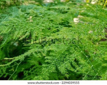 Asparagus Plumosus Saka Plant. One type of leaf ornamental plant is a kind of fern whose leaves resemble fine needles. Asparagus saka plants are flower plants that really like water or damp places. Royalty-Free Stock Photo #2294039555