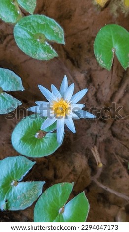 Egyptian lotus flower blooming in the park