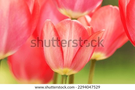 Tulip flower is very delicate and beautiful outdoors macro photography