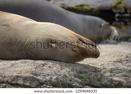 Soth African fur seal. Arctocephalus pusillus eared seal. Sea lion is sleeping. Royalty-Free Stock Photo #2294048335