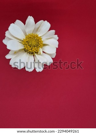 A crown of white zinnia with a red background
