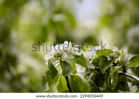 Flowers on the plum. The first flowers on fruit trees. Flowering of the plum tree in the spring. Spring flowering of fruit trees. High quality photo
