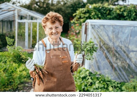 Portrait of happy old woman pensioner holding in her hands freshly picked carrots from the her garden. Organic farm food harvest concept.