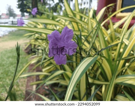 Classic picture of beautiful Ruellia tuberosa with green leaves in the fresh natural park.
