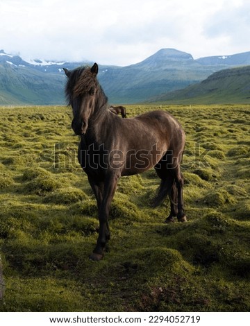 Icelandic horses grazing at the Berg Horse Farm in Iceland. High quality photo. The beautiful horses of Iceland roaming the grassy plains of the Snaefellsnes peninsula. Royalty-Free Stock Photo #2294052719