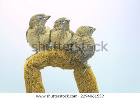 Three young Javan munia are perched on wildflowers. This small bird has the scientific name Lonchura leucogastroides.