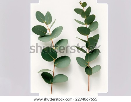 two eucalyptus twigs isolated over white background, natural design elements or props for flatlays and digital floristry, top view . High quality photo Royalty-Free Stock Photo #2294067655