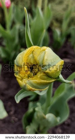 bud of peony tulip, yellow color close-up