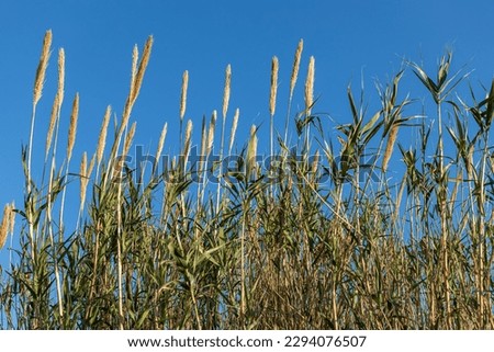 A Dry yellow Cortaderia Selloana Pumila feather pampas grass with is on a blue sky background in the park Royalty-Free Stock Photo #2294076507