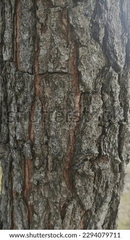 close up texture of trunk