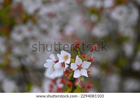 Cherry blossom in small clusters on Japanese cherry tree branch,  (Sakura tree full bloom) spring season or hanabi season in japan, outdoor pastel color background