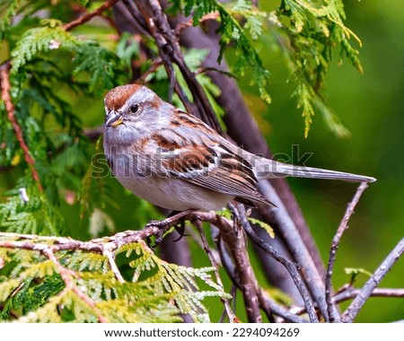 Chipping Sparrow perched on a cedar tree branch in its environment and habitat surrounding with a green background.  Sparrow Picture.