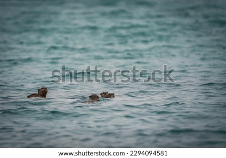 family of the sea otters swimming in the sea with dramatic tone 