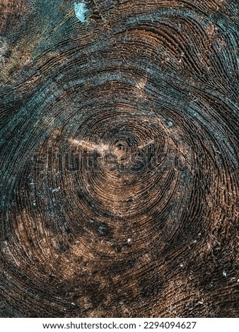 Natural beautiful wood texture in the forest