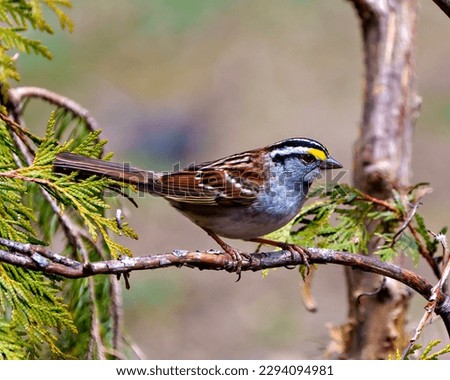 Yellow-Crowned Sparrow perched on a cedar tree branch with a side view and blur background in its environment and habitat surrounding.