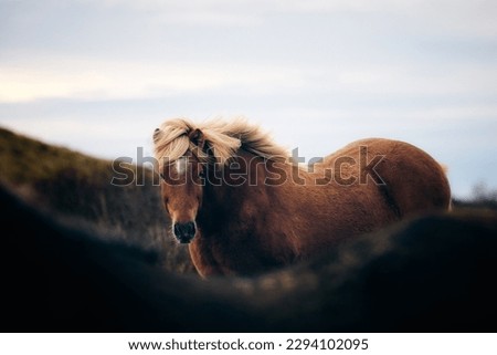 The Icelandic horse is a breed of horse developed in Iceland. Royalty-Free Stock Photo #2294102095