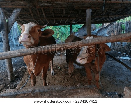 Limousin cattle (Sapi limousin) have dark brown fur except around the udder which is white and the knees below and around the eyes are lighter in color.Cows in a cowshed. sacrificial cow (sapi qurban) Royalty-Free Stock Photo #2294107411