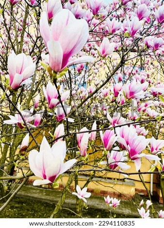 pink magnolia flowers on a wooden fence