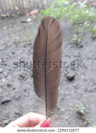 female hand holding a chicken feather