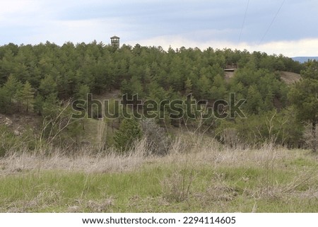 forest hut rising among pine forests