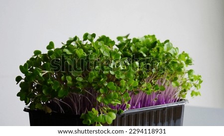 Kohlrabi Microgreen In A Black Plastic Tray Isolated On White Stock Photo 
