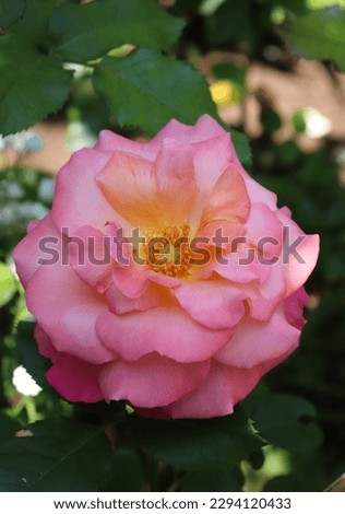 Cherry, yellow and apricot color Modern Shrub Rose Freisinger Morgenröte flowers in a garden in July 2022