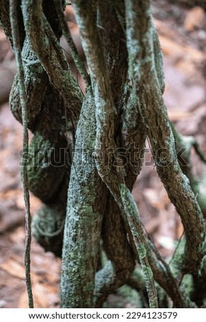 Amazonian tree trunk roots, artistic picture of the nature in the jungle of Colombia