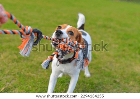 A beagle dog pulls a rope and plays tug-of-war with his master. Dog plays tug of war with a rope. Playful dog with toy. Tug of war between master and beagle dog. Playful puppy and his toy. Canine game Royalty-Free Stock Photo #2294134255