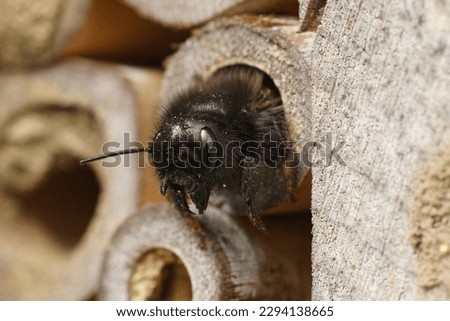 Close-up on a female European mason orchard solitary bee, Osmia cornuta, peaking out of her nest Royalty-Free Stock Photo #2294138665