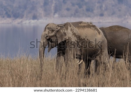 Herd of Asiatic elephant (Elephas maximus) walking in the grassland at Corbett Tiger Reserve.