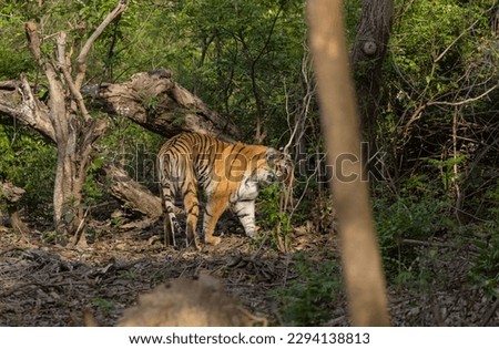Female tigress (Panthera tigris) in the deep green forest of corbett tiger reserve.